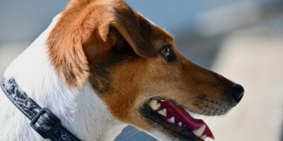 Voli con gli animali domestici sugli aerei: novità e cosa cambia