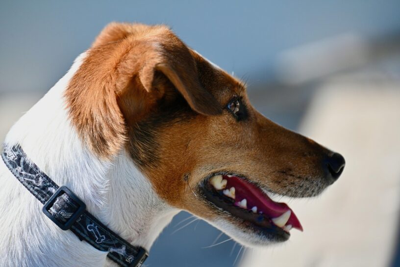 Voli con gli animali domestici sugli aerei: novità e cosa cambia