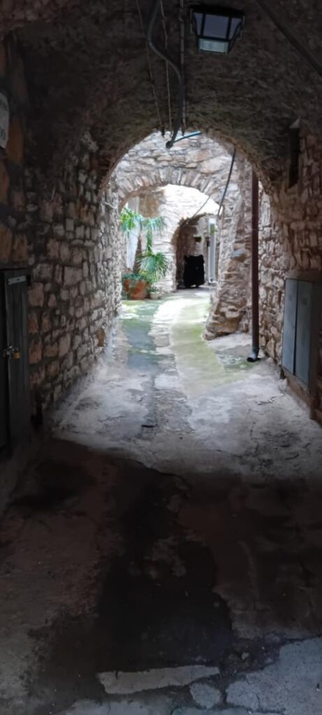 Cipressa